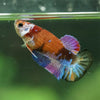 Multicolor/ Galaxy Koi Plakat- Female- 13 Weeks Old