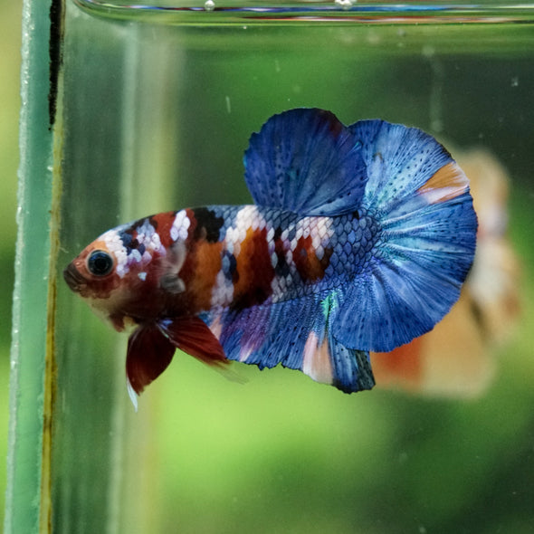 Multicolor/Galaxy Koi Plakat -16 weeks Old