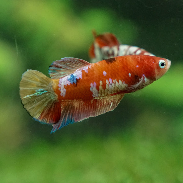 Multicolor/ Galaxy Koi Plakat - Female- 13 Weeks Old