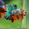 Multicolor/Galaxy Koi Plakat -16 weeks Old