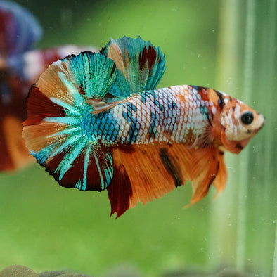 Multicolor/Galaxy Koi Plakat -16 weeks Old