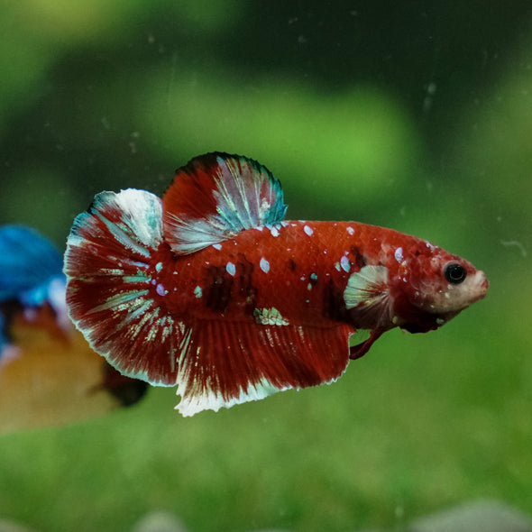 Multicolor/Galaxy Koi Plakat -16 weeks Old