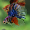 Galaxy/Candy Koi Halfmoon - 14 weeks old