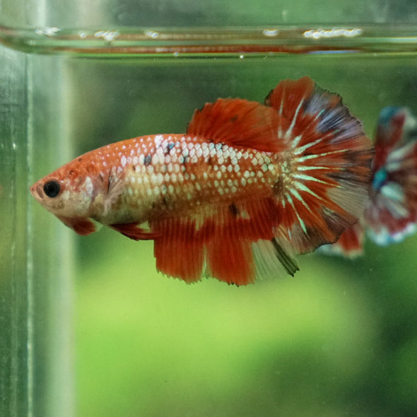 Multicolor/ Galaxy Koi Halfmoon- Female- 13 Weeks Old