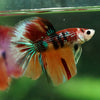 Galaxy/Candy Koi Halfmoon - 11 weeks old