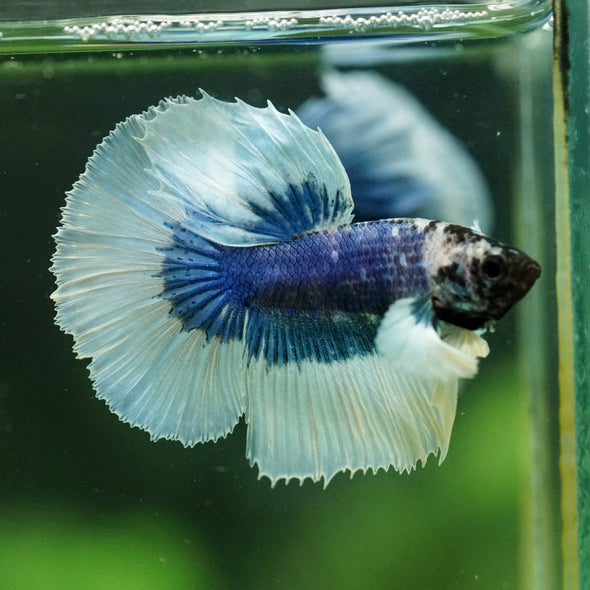 Dumbo Halfmoon - 11 weeks old