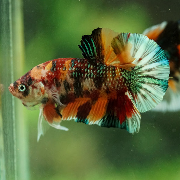 Multicolor/Galaxy Koi Plakat -16 weeks Old