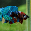 Multicolor/Galaxy Koi Plakat -16 weeks Old