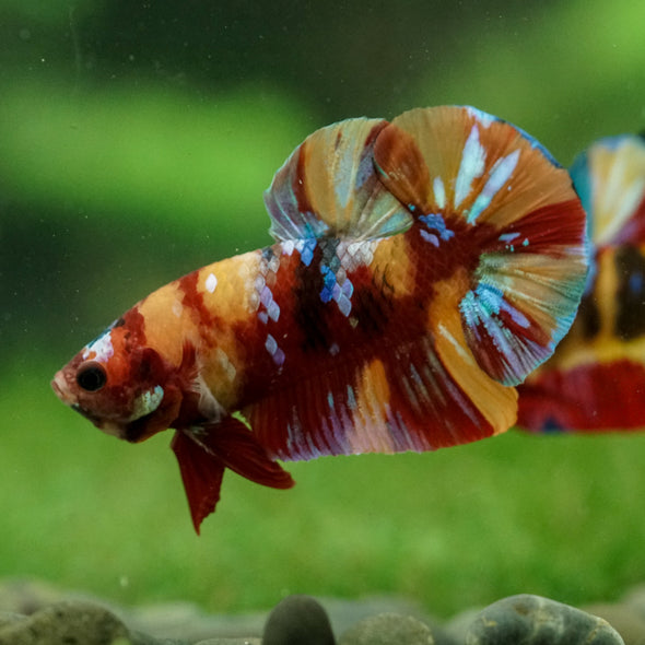 Multicolor/Galaxy Koi Plakat -16 weeks Old
