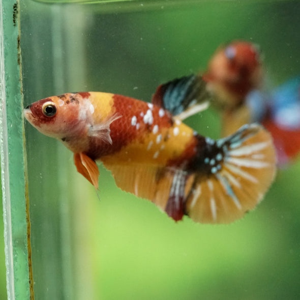 Multicolor/ Galaxy Koi Plakat- Female- 13 Weeks Old
