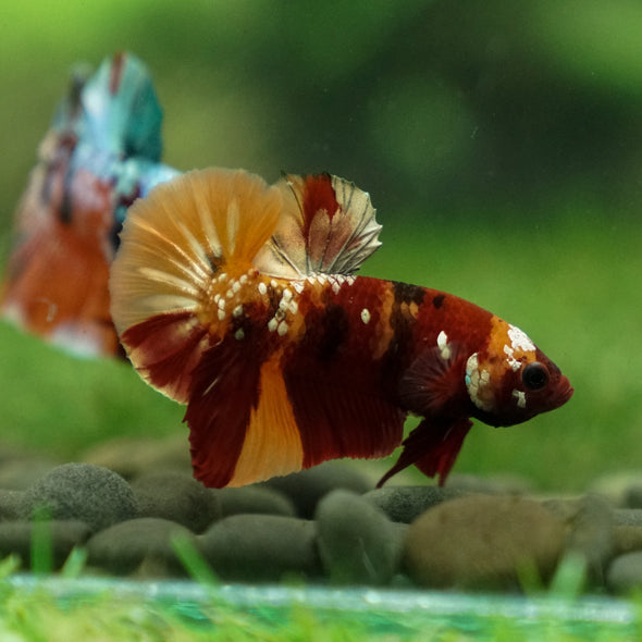 Multicolor/Galaxy Koi Plakat -13 weeks Old