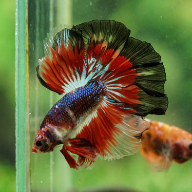 Galaxy/Candy Koi Halfmoon - 14 weeks old