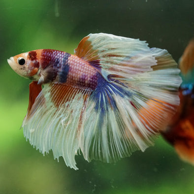 Galaxy/Candy Koi Halfmoon - 14 weeks old