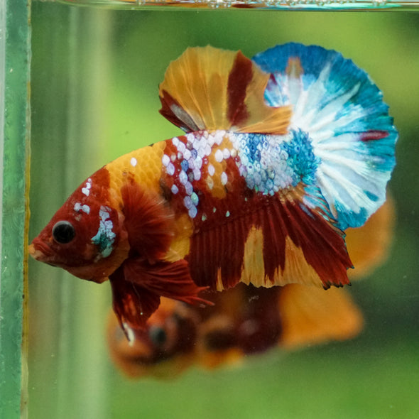 Multicolor/Galaxy Koi Plakat -13 weeks Old