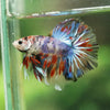 Galaxy/Candy Koi Halfmoon - 14 weeks old