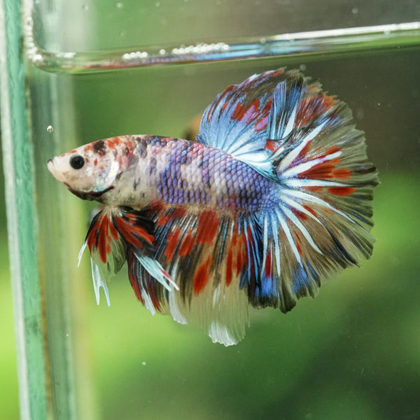 Galaxy/Candy Koi Halfmoon - 14 weeks old