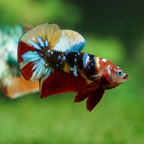 Multicolor/Galaxy Koi Plakat -16 weeks Old