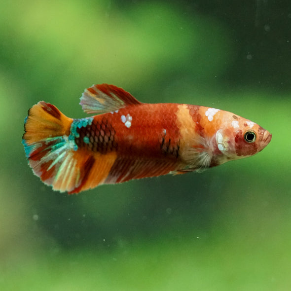 Multicolor/ Galaxy Koi Plakat- Female- 13 Weeks Old