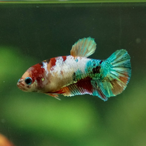 Multicolor/ Galaxy Koi Plakat - Female- 13 Weeks Old