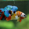 Multicolor/Galaxy Koi Plakat -16 weeks Old