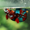 Multicolor/Galaxy Koi Plakat -16 weeks Old