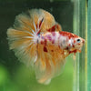 Galaxy/Candy Koi Halfmoon - 14 weeks old