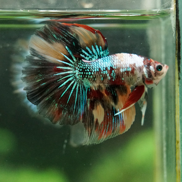 Galaxy/Candy Koi Halfmoon - 14 weeks old
