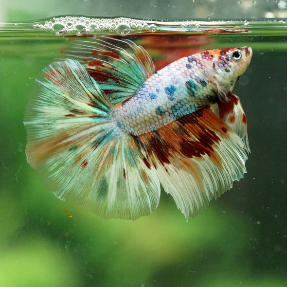 Galaxy/Candy Koi Halfmoon - 14 weeks old