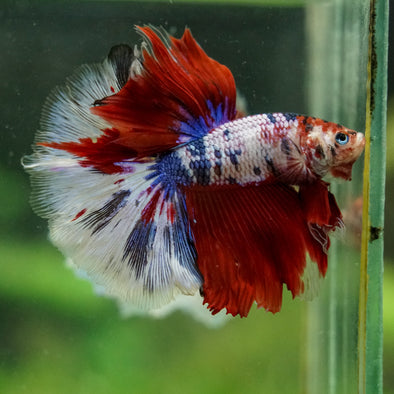 Galaxy/Candy Koi Halfmoon - 14 weeks old