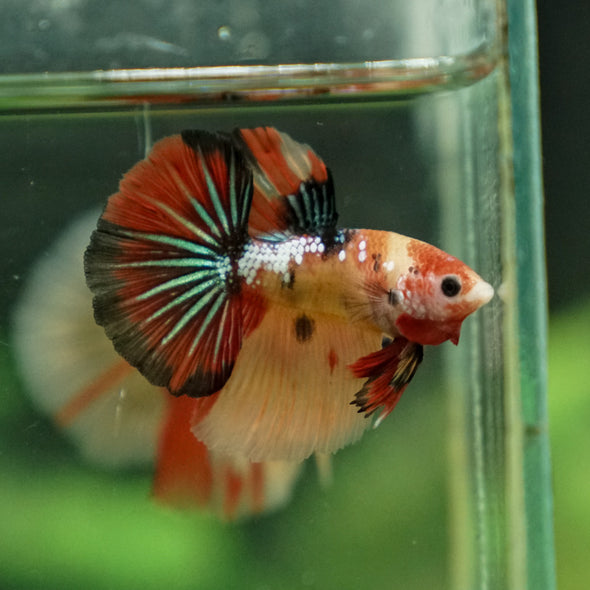 Galaxy Koi Halfmoon - 10 weeks old