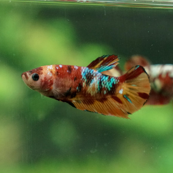 Multicolor/ Galaxy Koi Plakat - Female- 13 Weeks Old