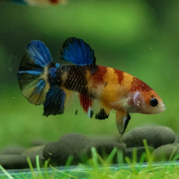 Multicolor/ Galaxy Koi Plakat- Female- 13 Weeks Old