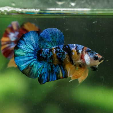Multicolor/Galaxy Koi Plakat -16 weeks Old