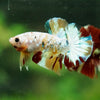Multicolor/Galaxy Koi Plakat -16 weeks Old