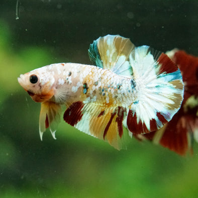 Multicolor/Galaxy Koi Plakat -16 weeks Old