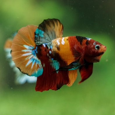 Multicolor/Galaxy Koi Plakat -16 weeks Old