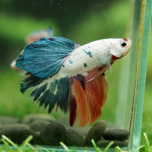 Galaxy/Candy Koi Halfmoon - 14 weeks old