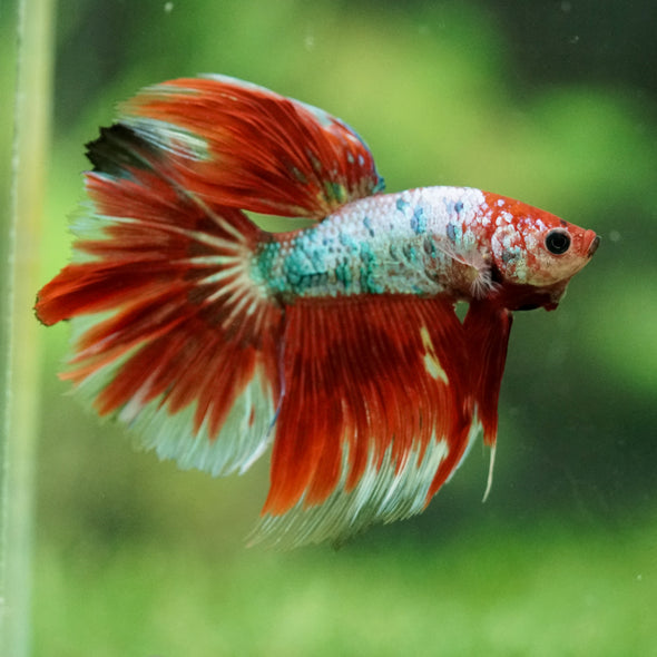 Galaxy/Candy Koi Halfmoon - 14 weeks old
