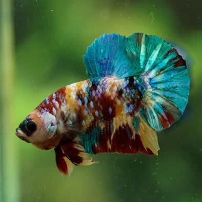 Multicolor/Galaxy Koi Plakat -16 weeks Old
