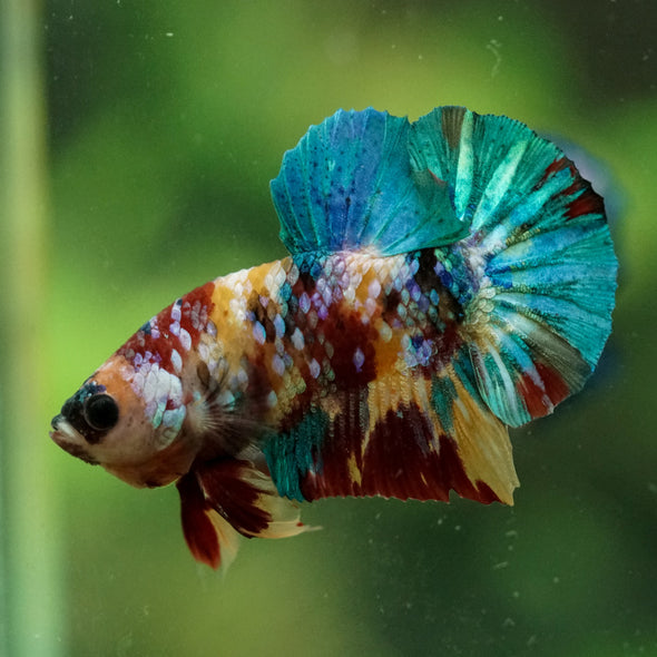 Multicolor/Galaxy Koi Plakat -16 weeks Old