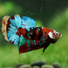 Multicolor/Galaxy Koi Plakat -16 weeks Old