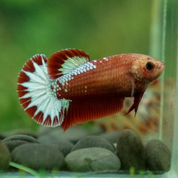 Red Fancy Plakat 13 Week Old- Female
