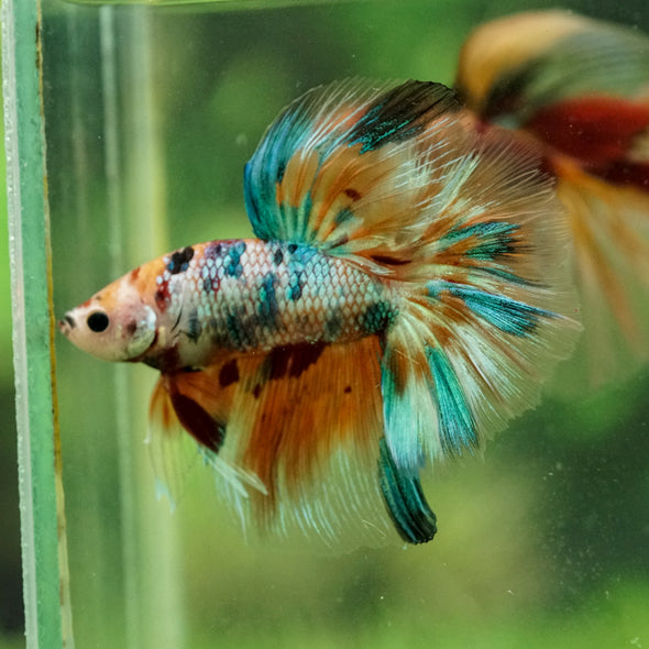 Galaxy/Candy Koi Halfmoon - 13 weeks old