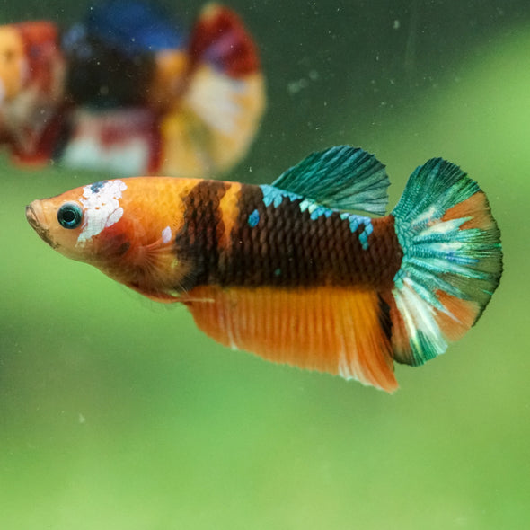 Multicolor/ Galaxy Koi Plakat- Female- 13 Weeks Old