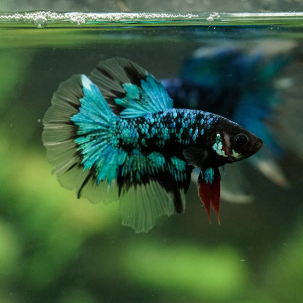 Black Base Galaxy Koi Halfmoon (Avatar) - 14 weeks old