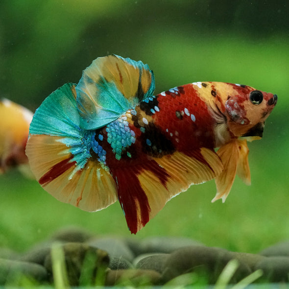 Multicolor/Galaxy Koi Plakat -16 weeks Old