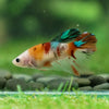 Multicolor/ Galaxy Koi Halfmoon- Female- 13 Weeks Old