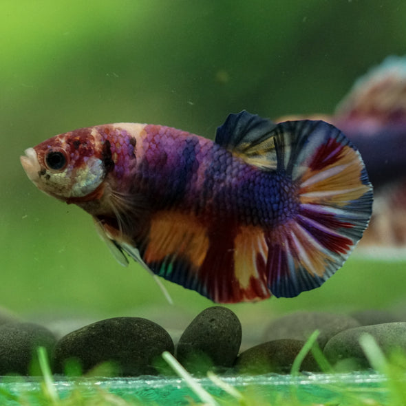 Multicolor/Galaxy Koi Plakat -11 weeks Old