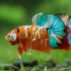 Multicolor/Galaxy Koi Plakat -16 weeks Old