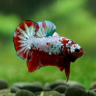 Multicolor/Galaxy Koi Plakat -16 weeks Old